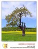 gb2016-04-05