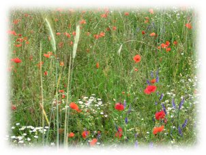 fruehling